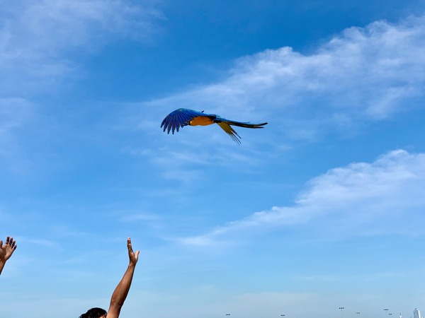 Macaws with Hands Print
