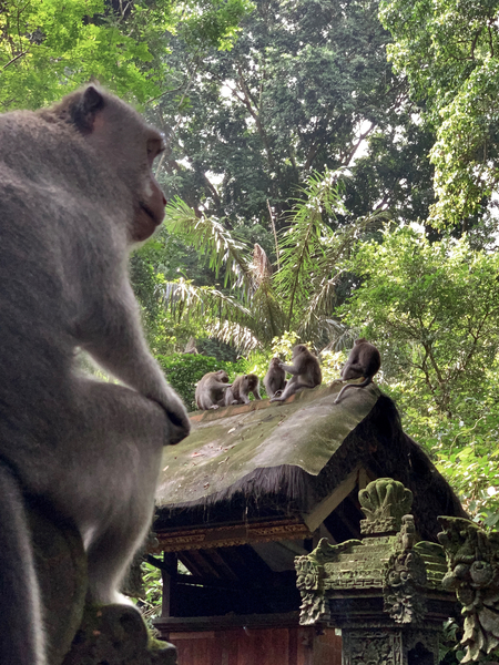 Monkeys on the Roof by Jimmy Roy Photos