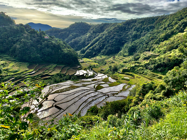 Nice Watery Rice Fields by Jimmy Roy Photos