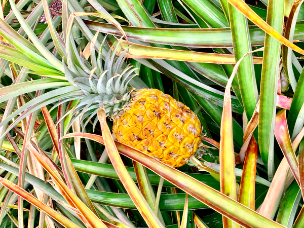 Pineapple Growing Print