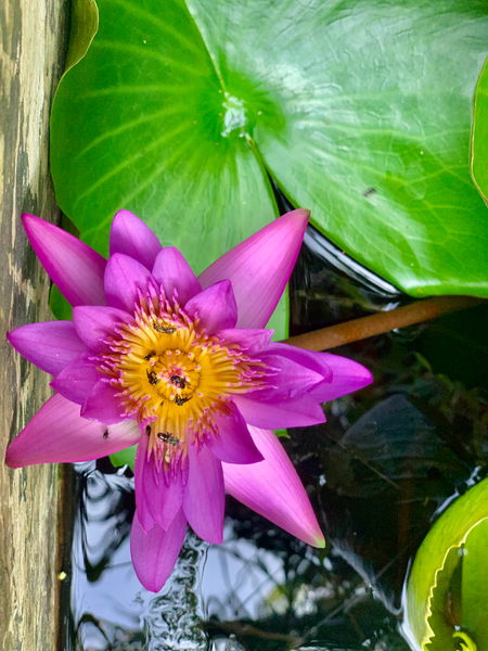 Purple Flower Print