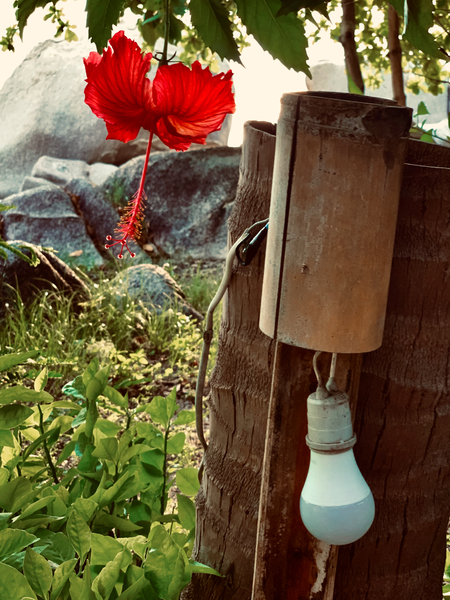 Red Flower & Homemade Lamp in Thailand by Jimmy Roy Photos
