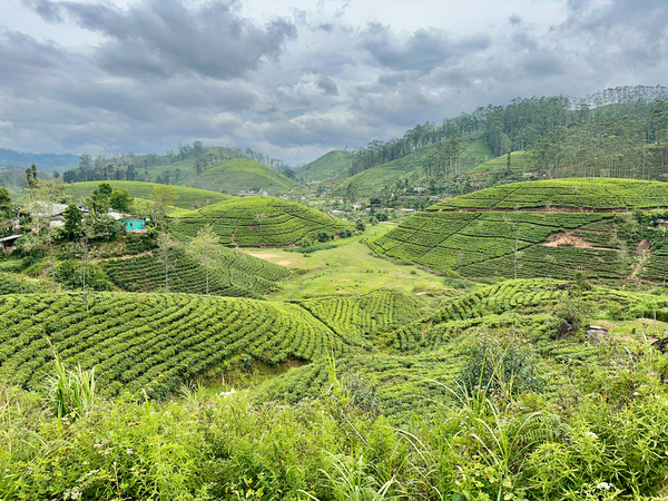 Tea Plantation Hills by Jimmy Roy Photos