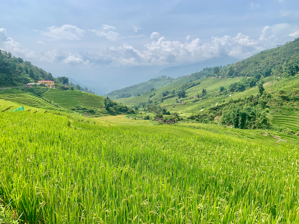 Rice Fields in Sapa 2 by Jimmy Roy Photos