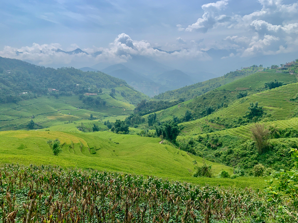 Rice Fields in Sapa 3 by Jimmy Roy Photos