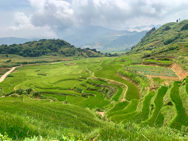 Rice Plateau Print