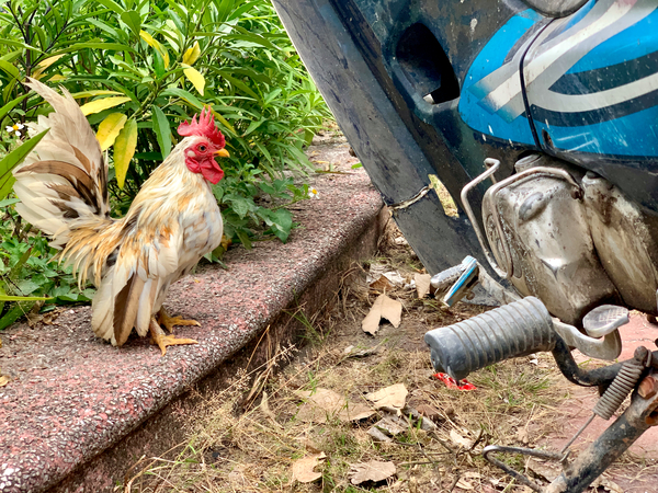 Rooster Bike Print