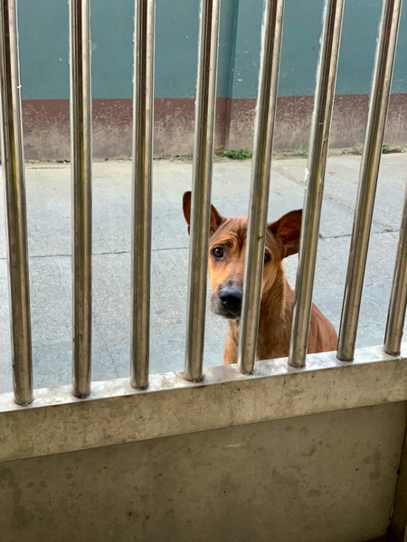Sad Dog Behind Bars by Jimmy Roy Photos
