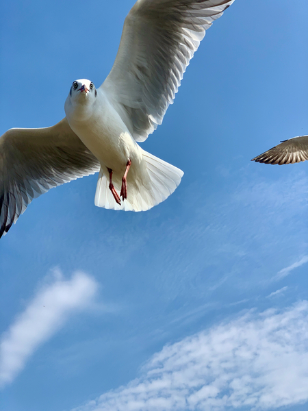 Seagull Look Print
