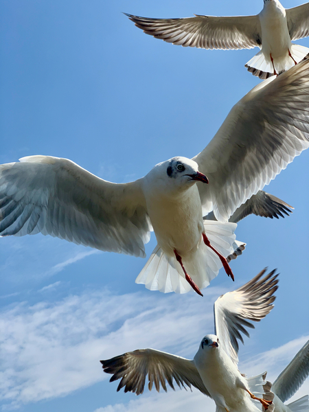 Seagull Look 2 Print