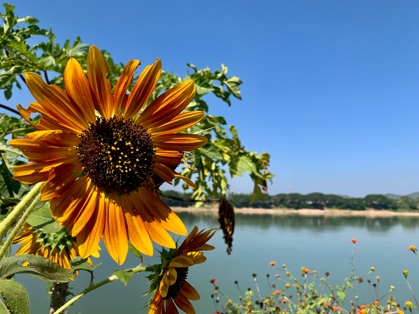 Sunflower View Print