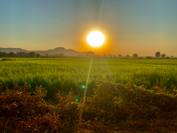 Sunset Over the Field Print