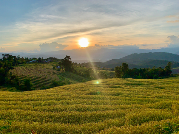 Sunset over the Rice Fields Print