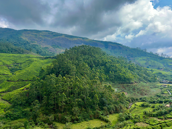 Tea Plantations 6 Print