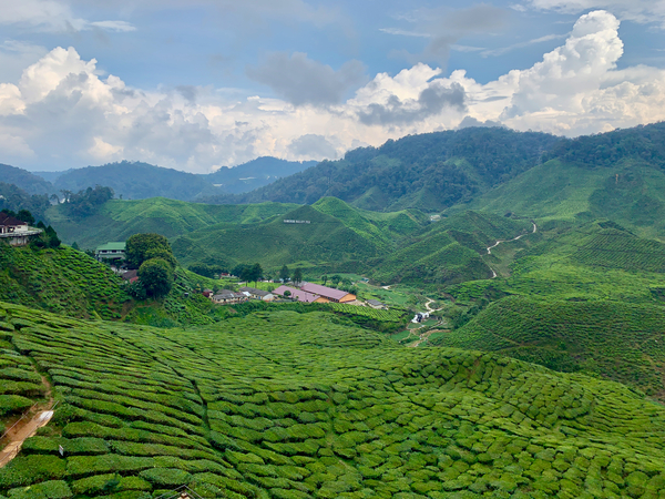 Tea Plantations 7 Print