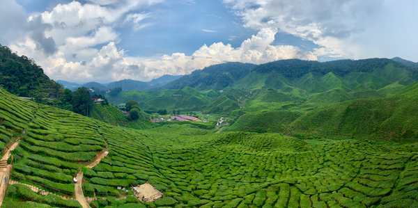 Tea Plantations 8 Print
