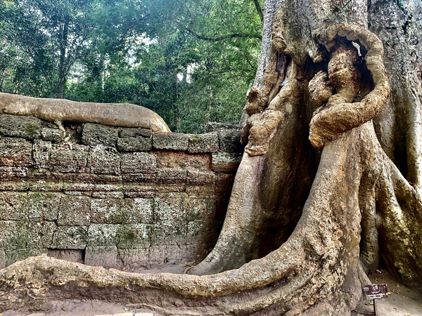 Temple Tree Print