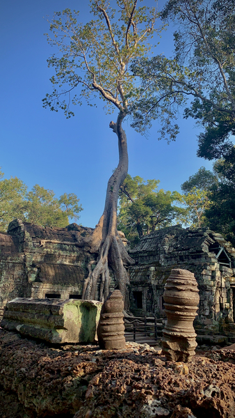 Temple Tree 2 Print
