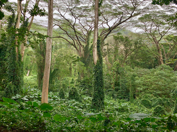 The Canopy Print