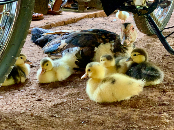 The Duck Family by Jimmy Roy Photos