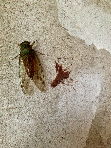The Fly Print