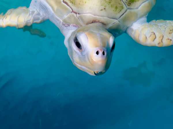 The White Turtle Print