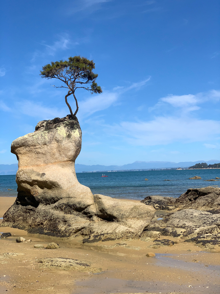 Tree Over The Rock Print
