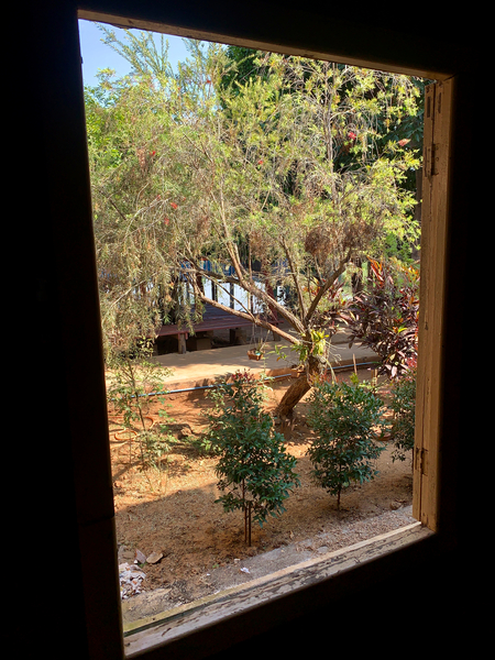 Tree by the Window 2 Print
