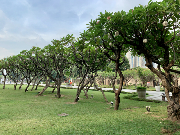 Tree in Line Print