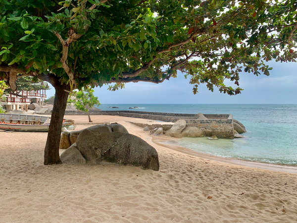 Tree on the Beach Print