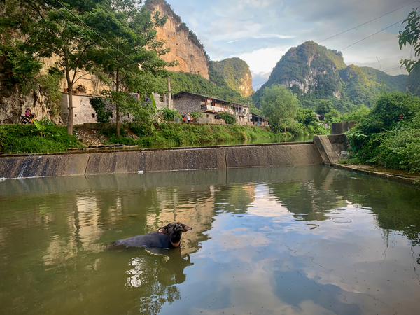 Water Buffalo Bathing Print