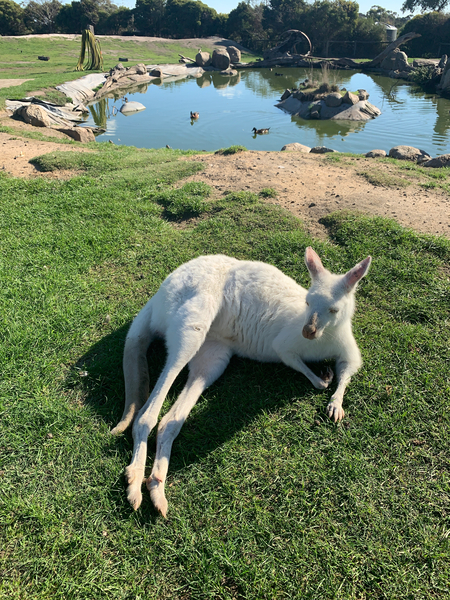 White Kangaroo Chilling by Jimmy Roy Photos