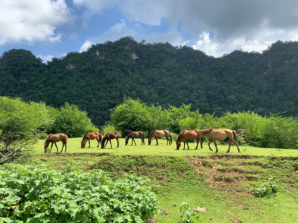 Wild horses Print