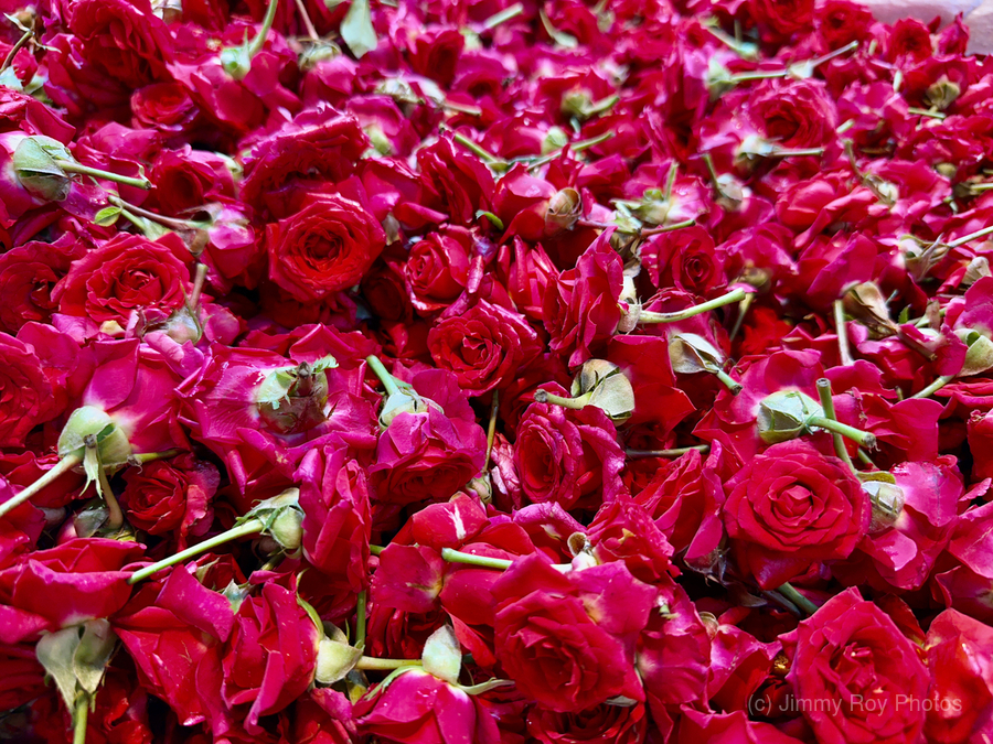 Many Roses by Jimmy Roy Photos Wall Art