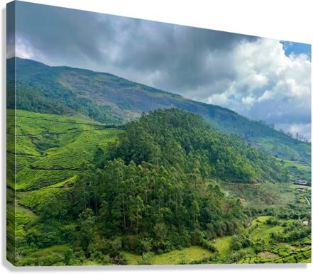 Tea Plantations 6 Canvas Print
