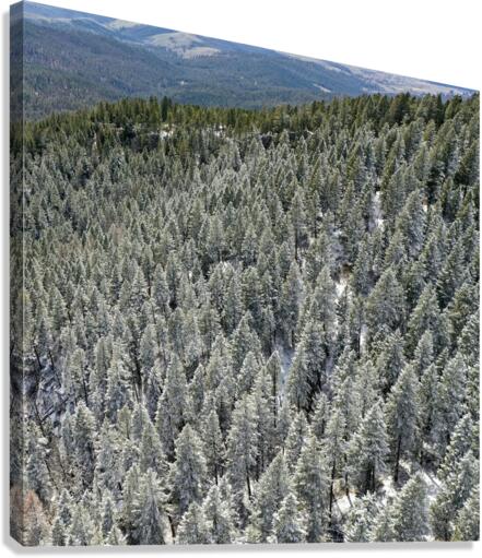 Frosted Pines Canvas Print