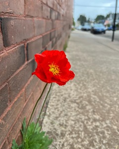 Stand alone poppies