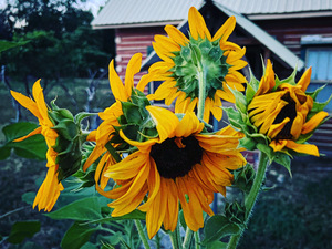 56845635 CAAC 4637 A516 F8DCF7497FB1