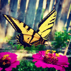 W. Tiger Swallowtail an Zinia