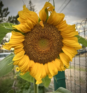 Sunflower in the wind