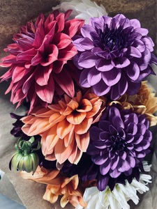 Pastel Dahlias
