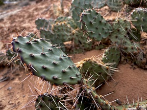 Prickly pear on the trail