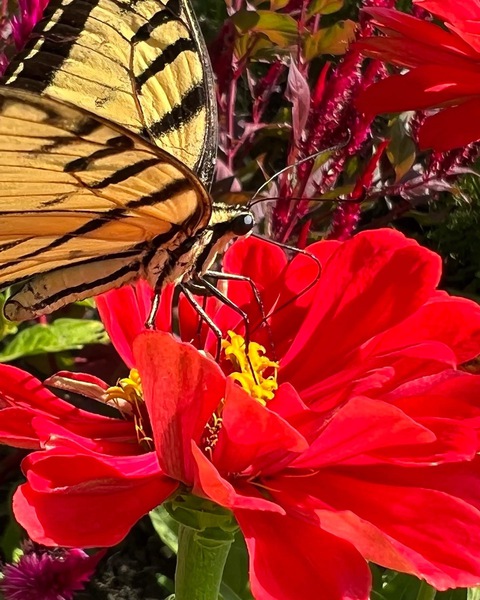 Tiger tail and Nectar Print