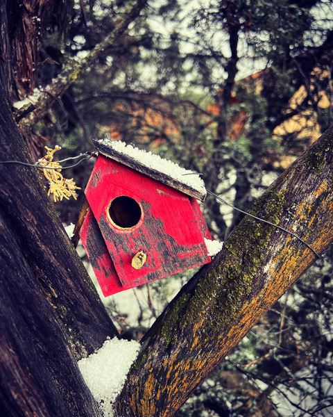 Little red house in the trees Print