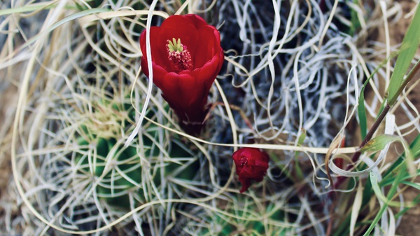 Single cactus bloom Print