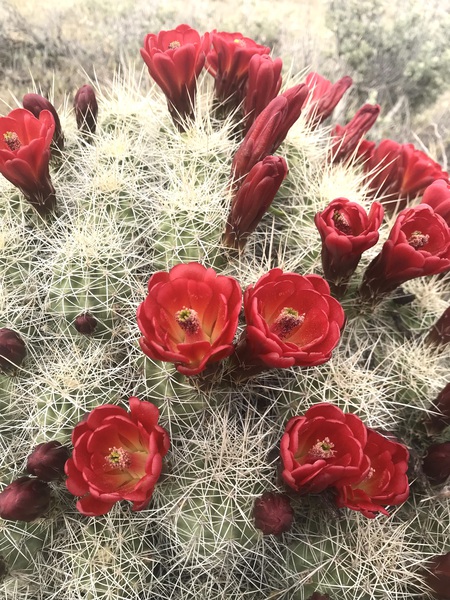 Cactus after rain Print