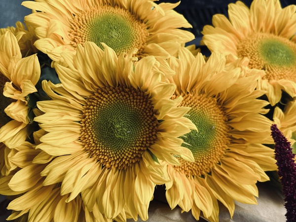 Sunflower Boutique Print