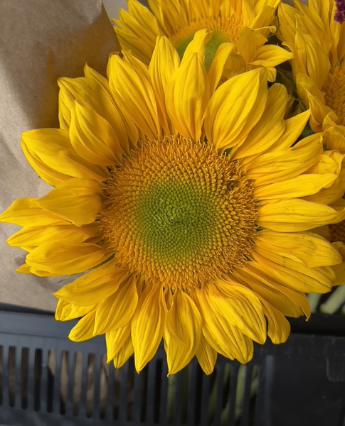 Sunflower Surreal Print