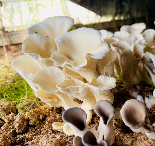 Fancy Oyster Mushrooms by Derek Udy