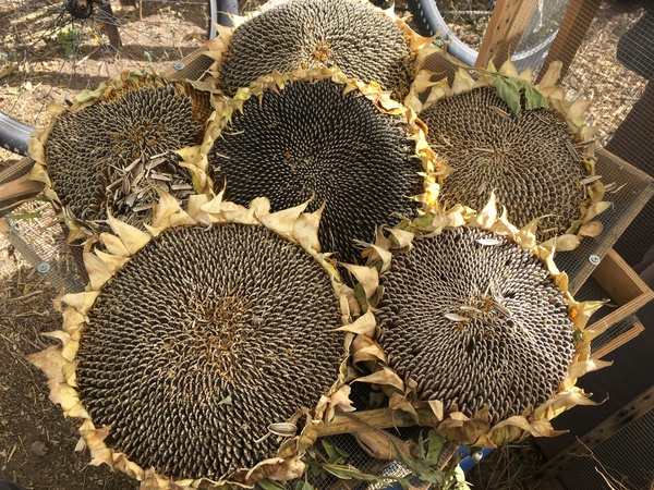 Seed heads Print